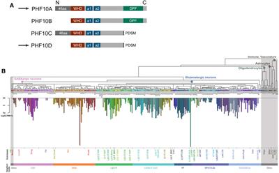 A novel chromatin-remodeling complex variant, dcPBAF, is involved in maintaining transcription in differentiated neurons